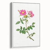 Neoclassical Art Prints: Rosa Collina Monsoniana by Pierre-Joseph Redouté