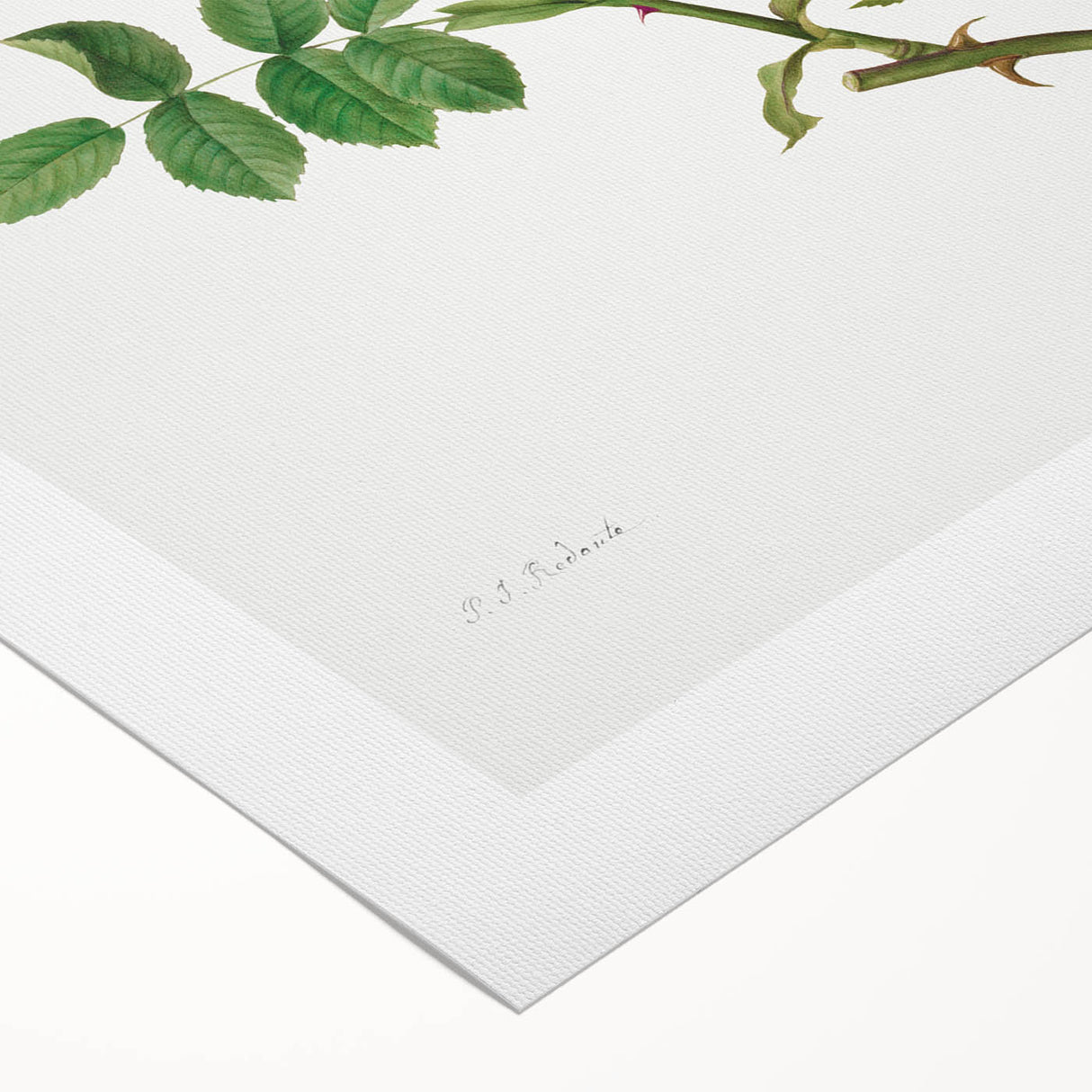 Neoclassical Art Prints: Rosa Collina Monsoniana by Pierre-Joseph Redouté