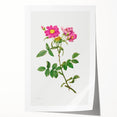 Neoclassical Art Prints: Rosa Collina Monsoniana by Pierre-Joseph Redouté