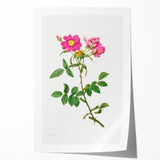 Neoclassical Art Prints: Rosa Collina Monsoniana by Pierre-Joseph Redouté
