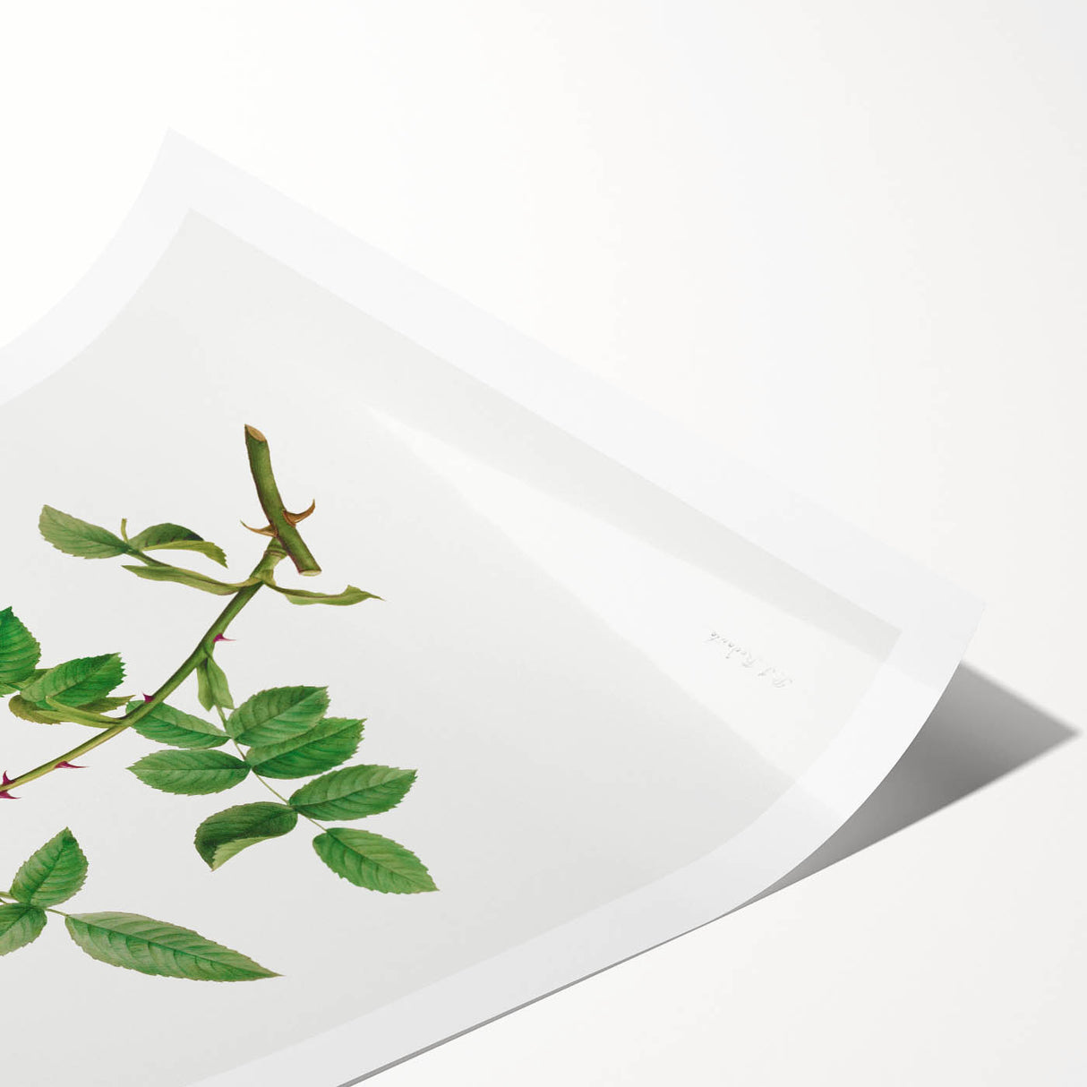 Neoclassical Art Prints: Rosa Collina Monsoniana by Pierre-Joseph Redouté