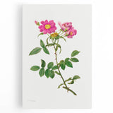 Neoclassical Art Prints: Rosa Collina Monsoniana by Pierre-Joseph Redouté