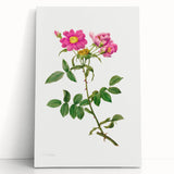 Neoclassical Art Prints: Rosa Collina Monsoniana by Pierre-Joseph Redouté