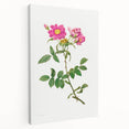 Neoclassical Art Prints: Rosa Collina Monsoniana by Pierre-Joseph Redouté
