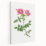 Neoclassical Art Prints: Rosa Collina Monsoniana by Pierre-Joseph Redouté