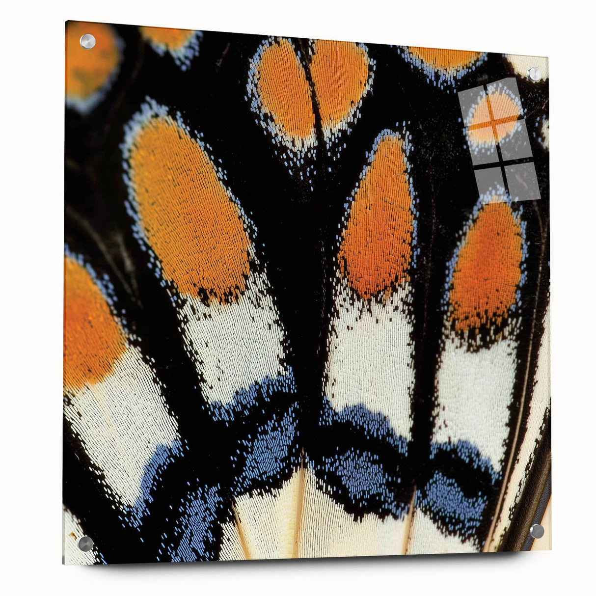 Close-up of a butterfly on vibrant flowers printed on acrylic glass, suitable for bedroom or dining room decor.