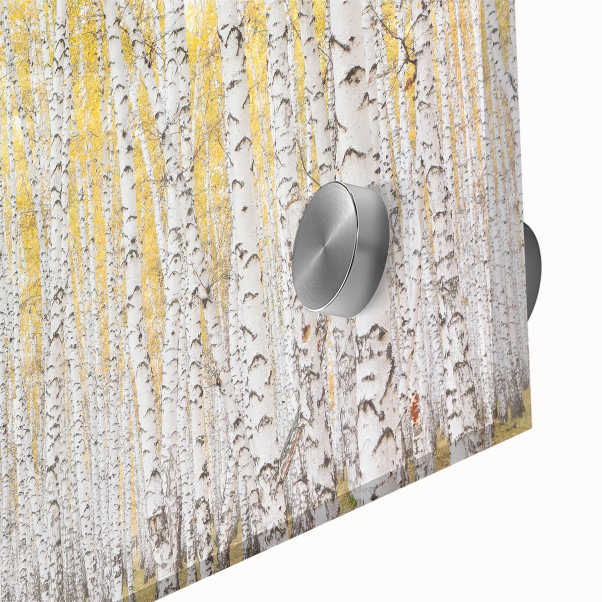Canvas Art for Dining Area – Serene Birch Tree Forest Wall Decor