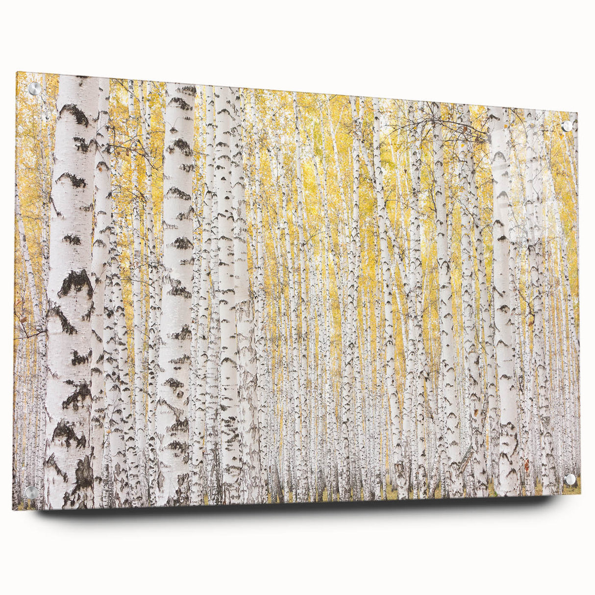 Canvas Art for Dining Area – Serene Birch Tree Forest Wall Decor