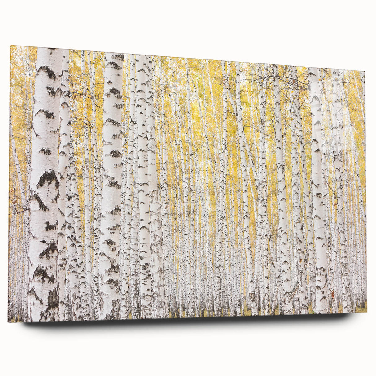 Canvas Art for Dining Area – Serene Birch Tree Forest Wall Decor