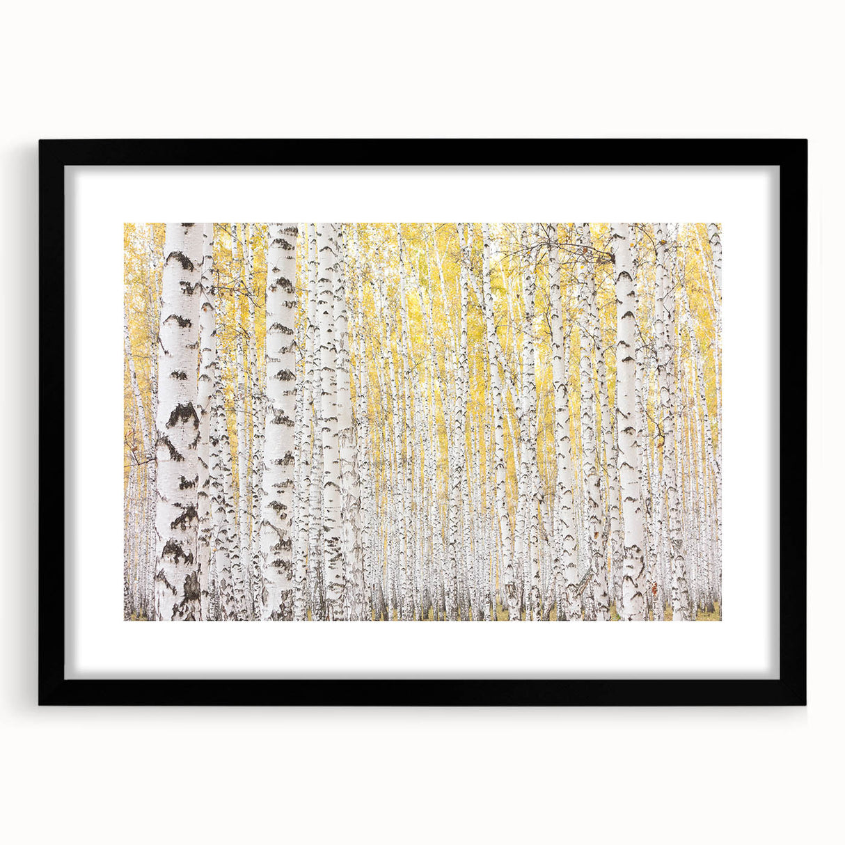 Canvas Art for Dining Area – Serene Birch Tree Forest Wall Decor