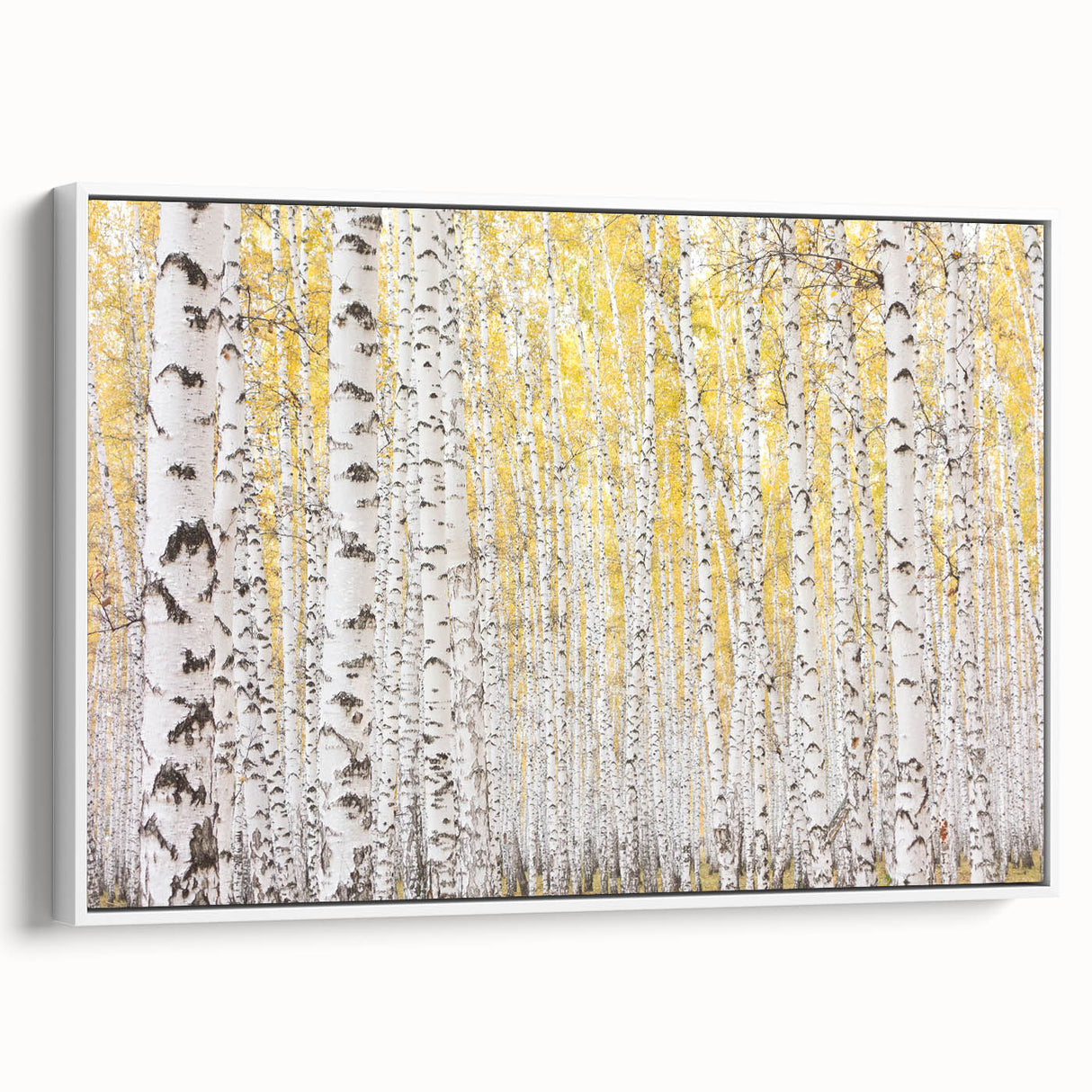Canvas Art for Dining Area – Serene Birch Tree Forest Wall Decor