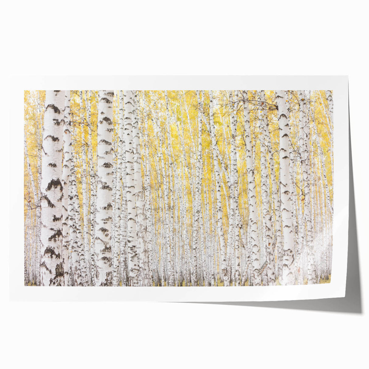 Canvas Art for Dining Area – Serene Birch Tree Forest Wall Decor