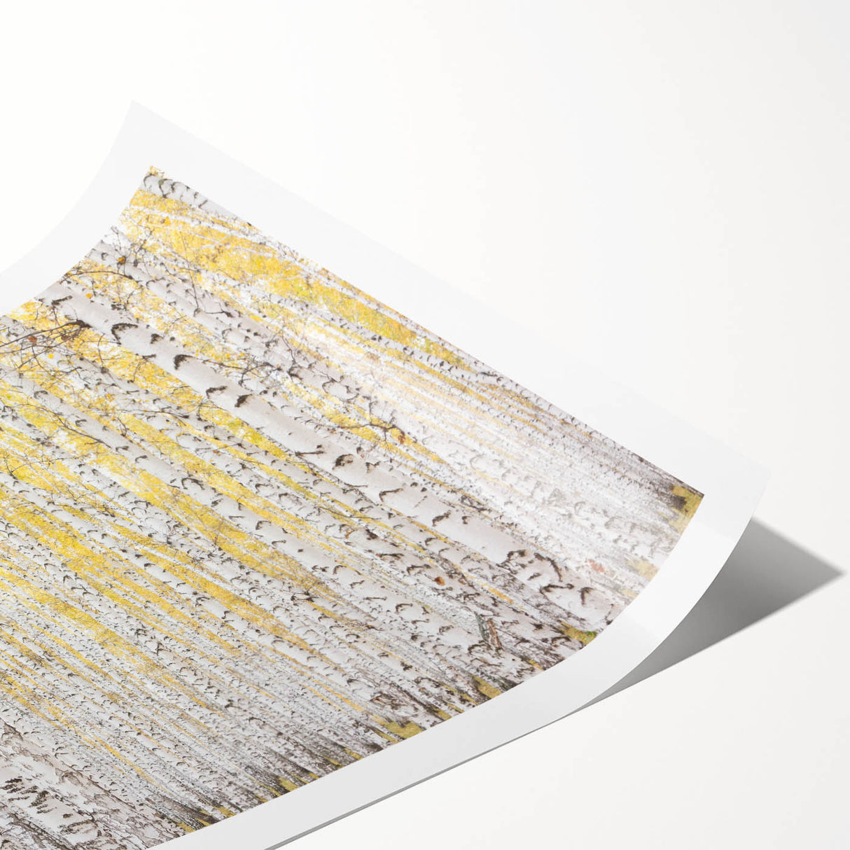 Canvas Art for Dining Area – Serene Birch Tree Forest Wall Decor