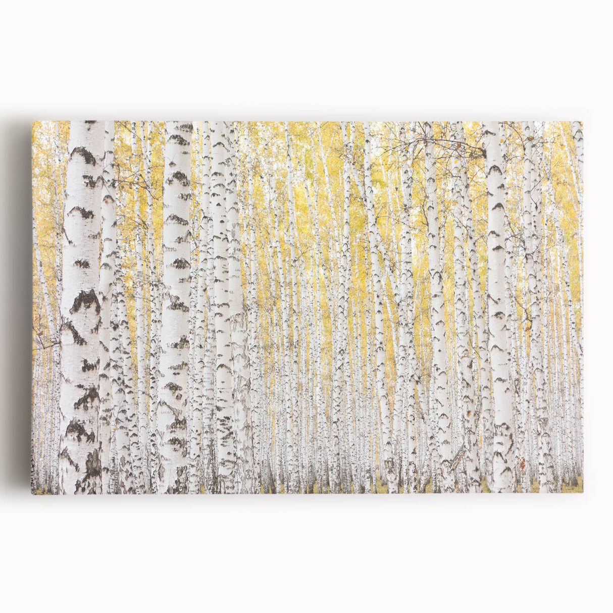 Canvas Art for Dining Area – Serene Birch Tree Forest Wall Decor