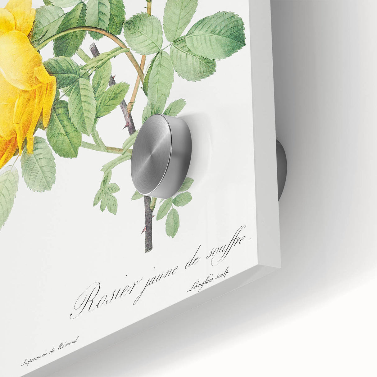 18th Century Neoclassicism Greco-Roman Yellow Rose Art Print