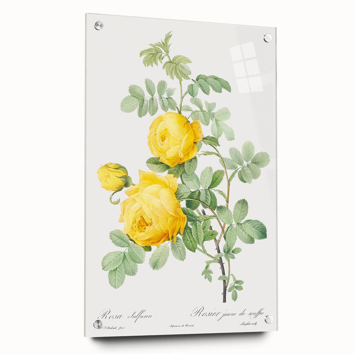 18th Century Neoclassicism Greco-Roman Yellow Rose Art Print