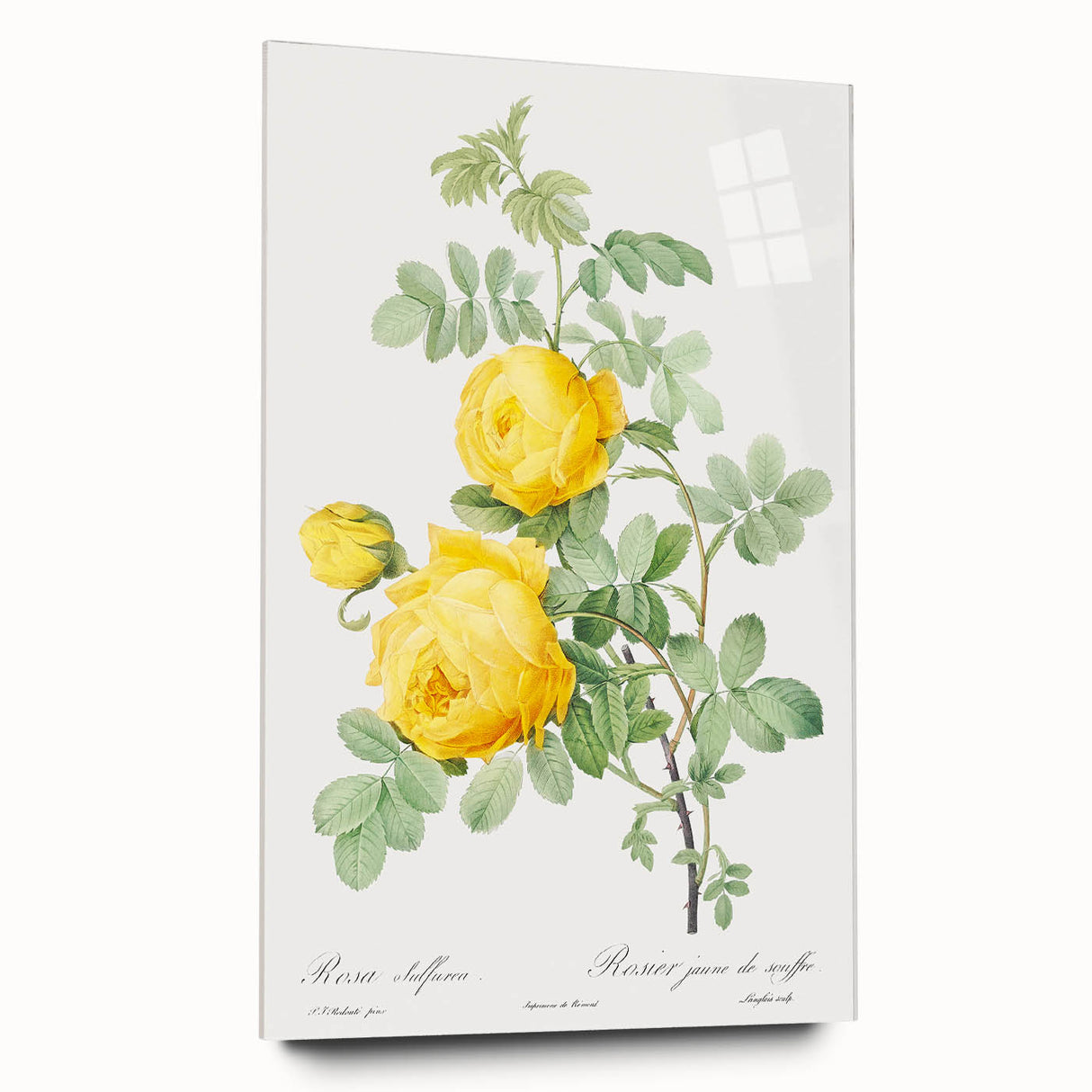 18th Century Neoclassicism Greco-Roman Yellow Rose Art Print