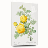 18th Century Neoclassicism Greco-Roman Yellow Rose Art Print