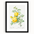 18th Century Neoclassicism Greco-Roman Yellow Rose Art Print