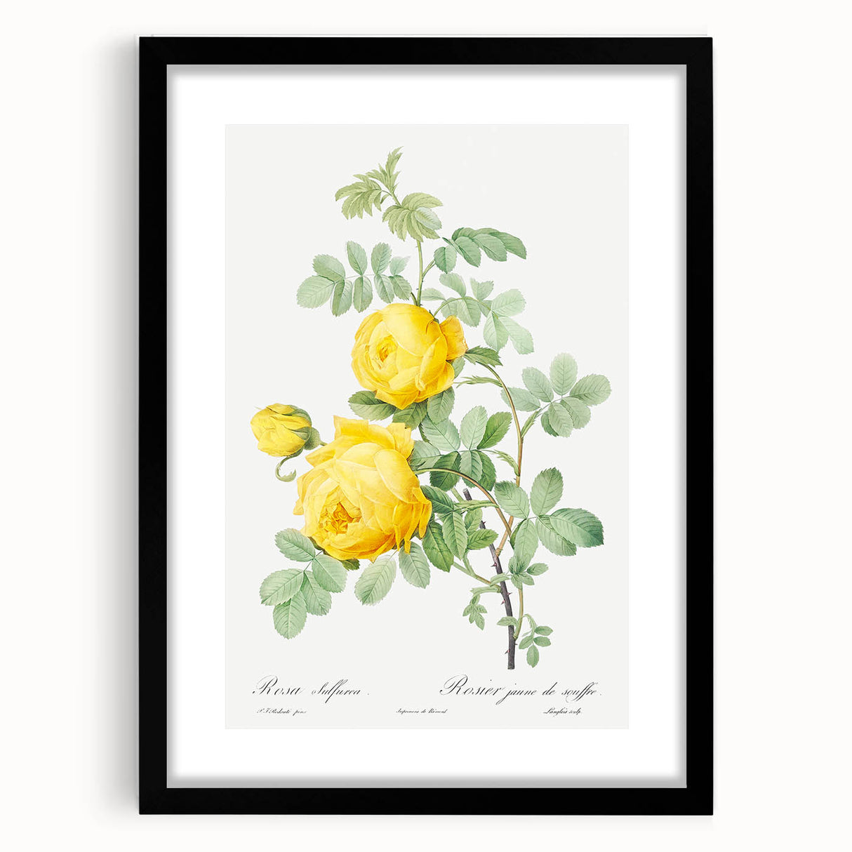 18th Century Neoclassicism Greco-Roman Yellow Rose Art Print