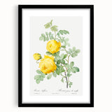 18th Century Neoclassicism Greco-Roman Yellow Rose Art Print