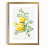 18th Century Neoclassicism Greco-Roman Yellow Rose Art Print