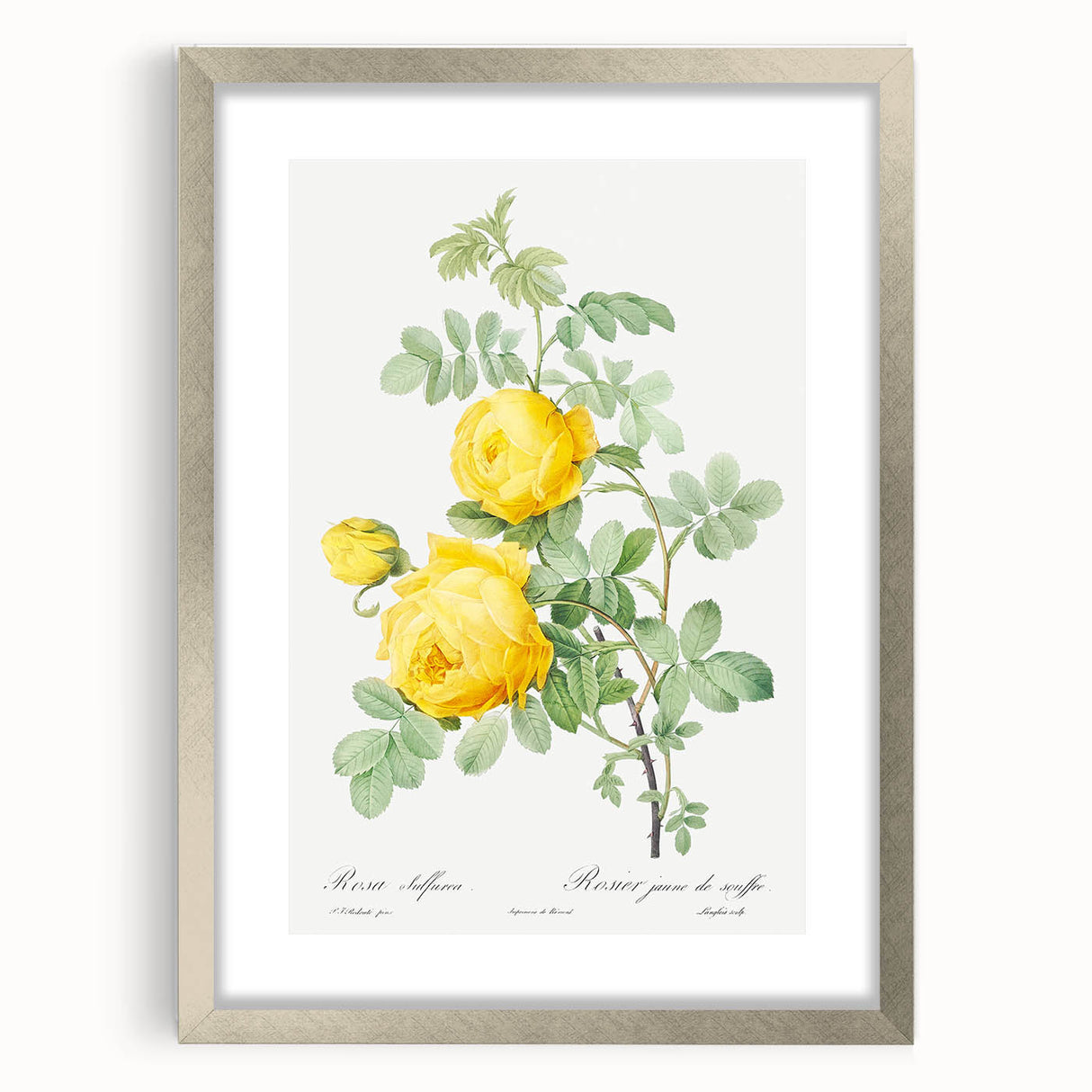 18th Century Neoclassicism Greco-Roman Yellow Rose Art Print