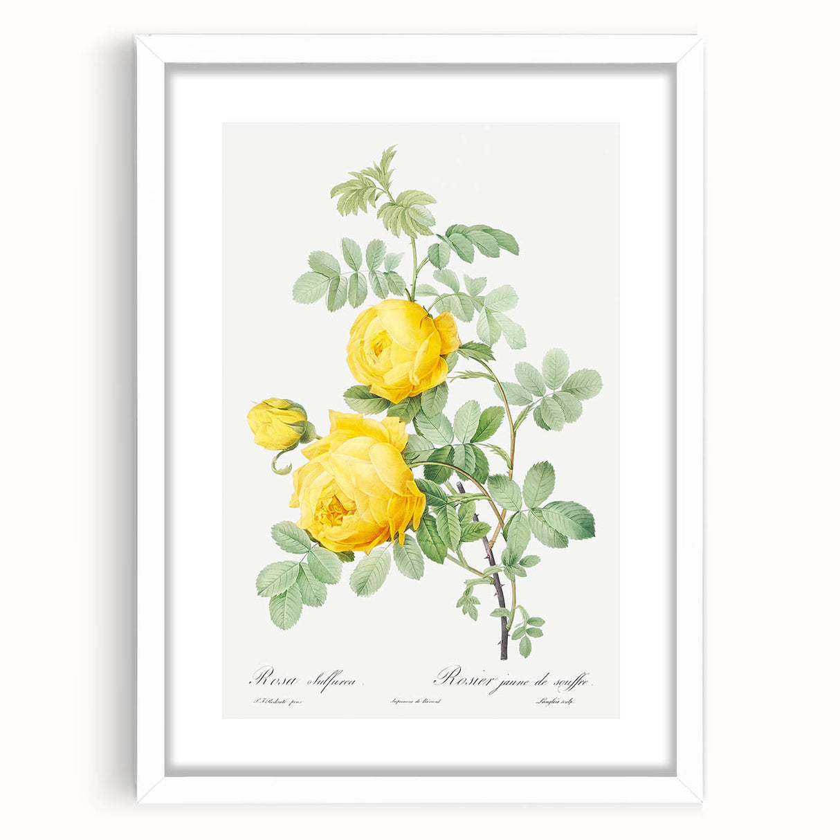 18th Century Neoclassicism Greco-Roman Yellow Rose Art Print