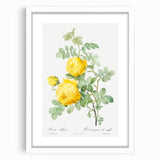 18th Century Neoclassicism Greco-Roman Yellow Rose Art Print