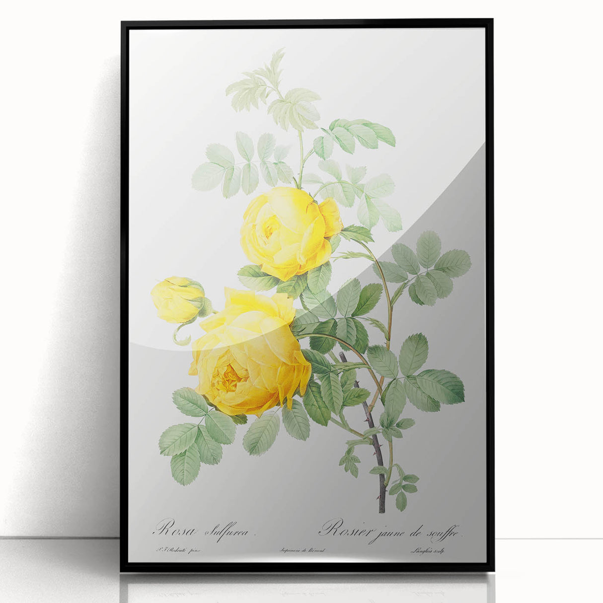 18th Century Neoclassicism Greco-Roman Yellow Rose Art Print