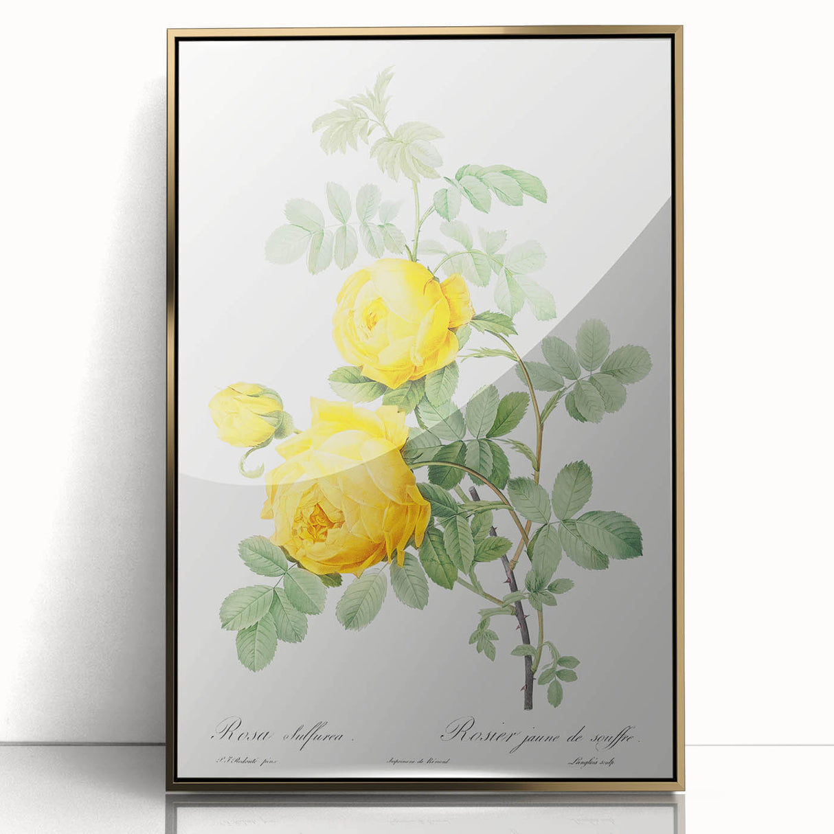 18th Century Neoclassicism Greco-Roman Yellow Rose Art Print