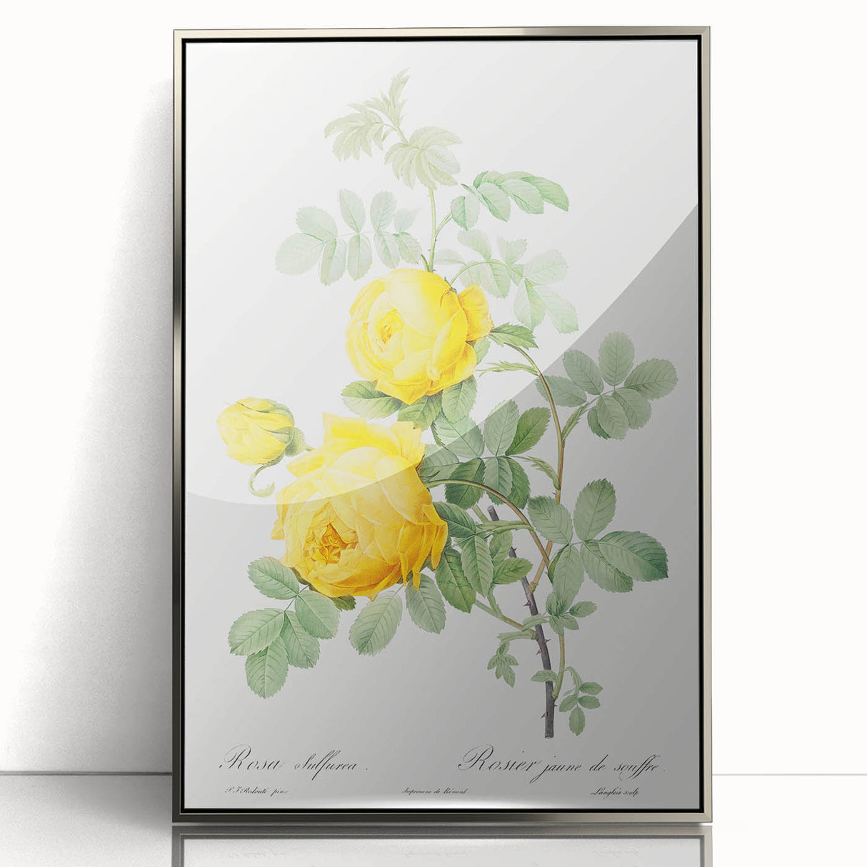18th Century Neoclassicism Greco-Roman Yellow Rose Art Print