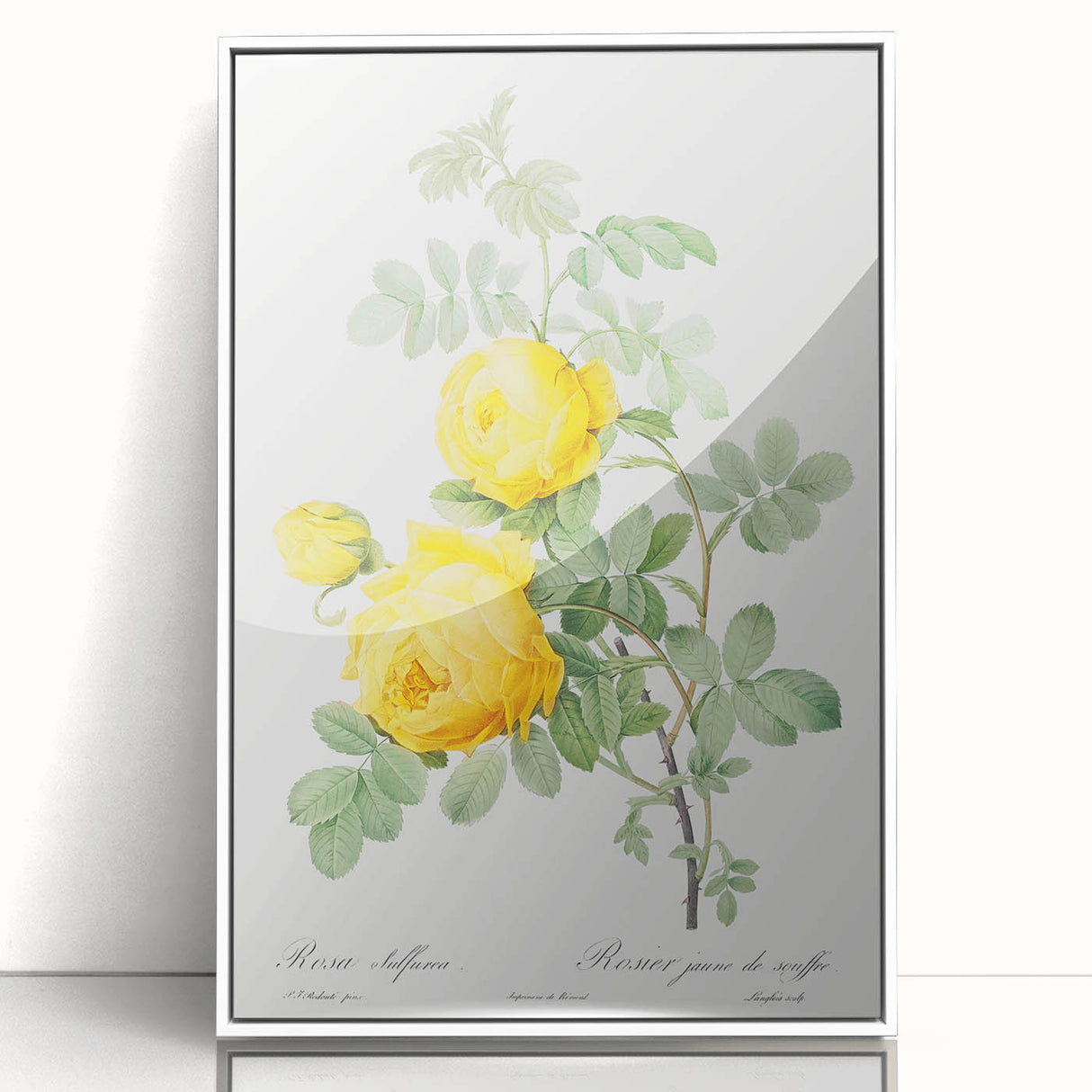 18th Century Neoclassicism Greco-Roman Yellow Rose Art Print