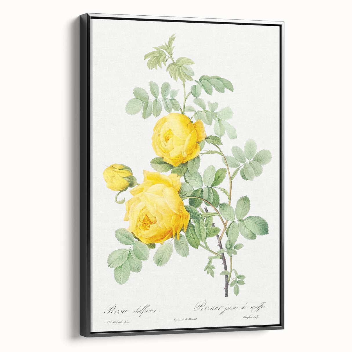 18th Century Neoclassicism Greco-Roman Yellow Rose Art Print