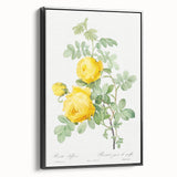 18th Century Neoclassicism Greco-Roman Yellow Rose Art Print