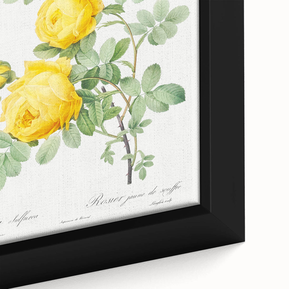 18th Century Neoclassicism Greco-Roman Yellow Rose Art Print