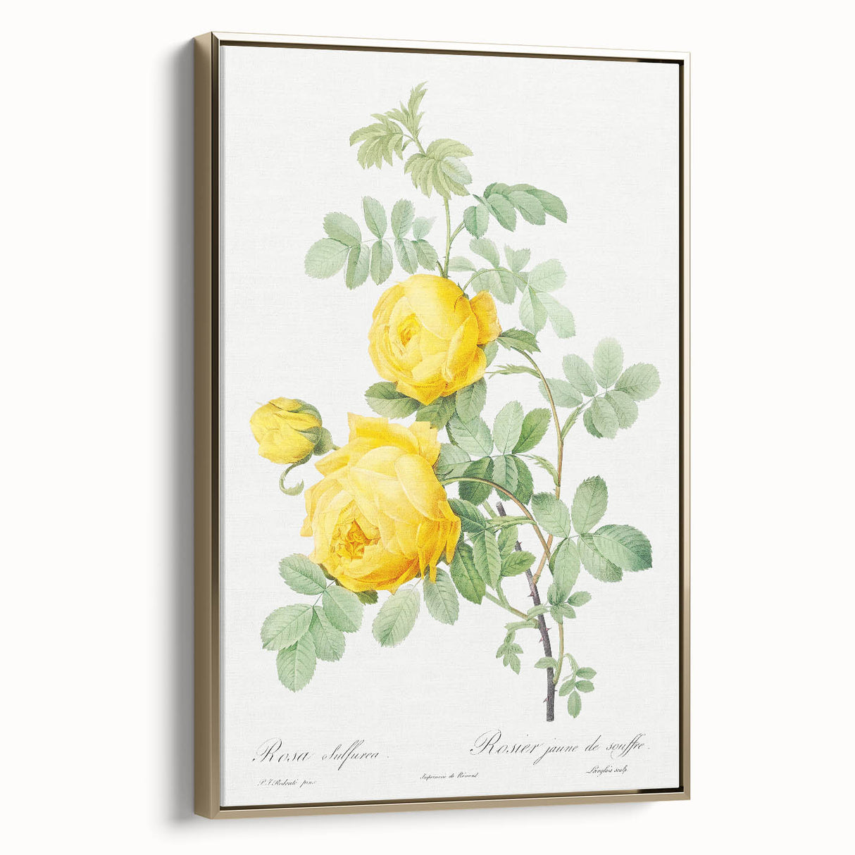 18th Century Neoclassicism Greco-Roman Yellow Rose Art Print