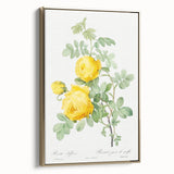 18th Century Neoclassicism Greco-Roman Yellow Rose Art Print