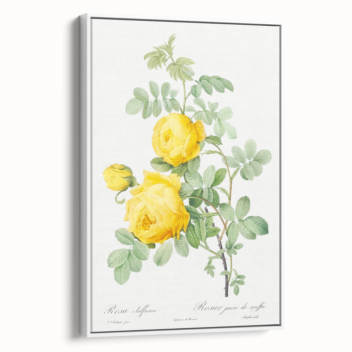 18th Century Neoclassicism Greco-Roman Yellow Rose Art Print