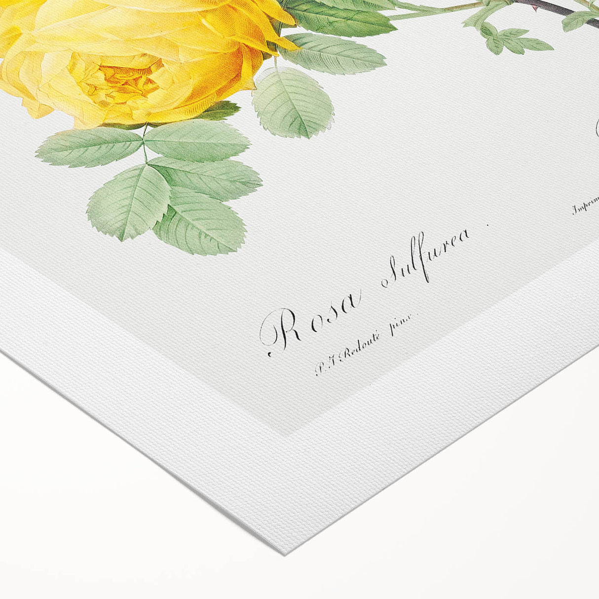 18th Century Neoclassicism Greco-Roman Yellow Rose Art Print