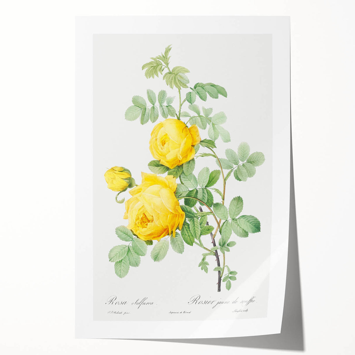 18th Century Neoclassicism Greco-Roman Yellow Rose Art Print