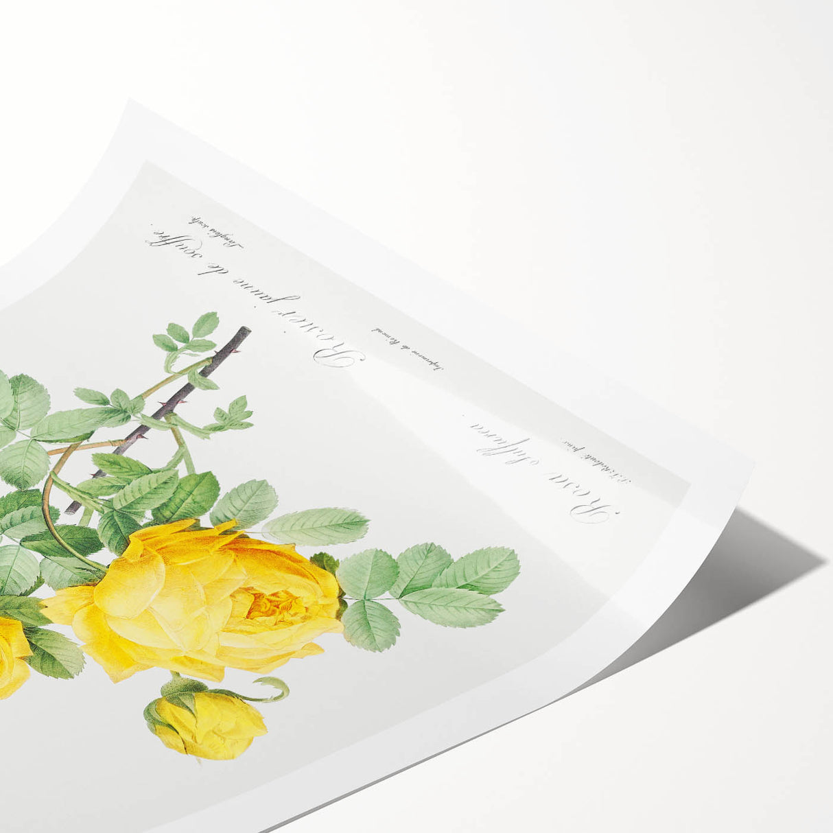 18th Century Neoclassicism Greco-Roman Yellow Rose Art Print
