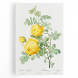 18th Century Neoclassicism Greco-Roman Yellow Rose Art Print
