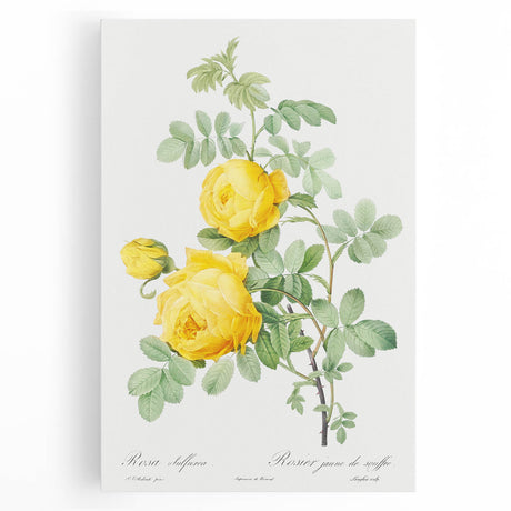 18th Century Neoclassicism Greco-Roman Yellow Rose Art Print