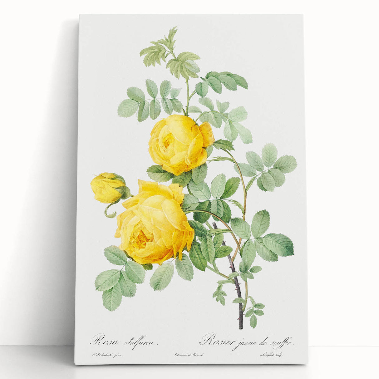 18th Century Neoclassicism Greco-Roman Yellow Rose Art Print