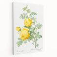18th Century Neoclassicism Greco-Roman Yellow Rose Art Print