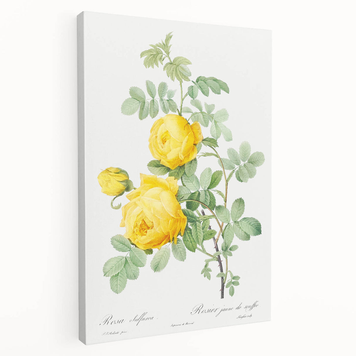 18th Century Neoclassicism Greco-Roman Yellow Rose Art Print