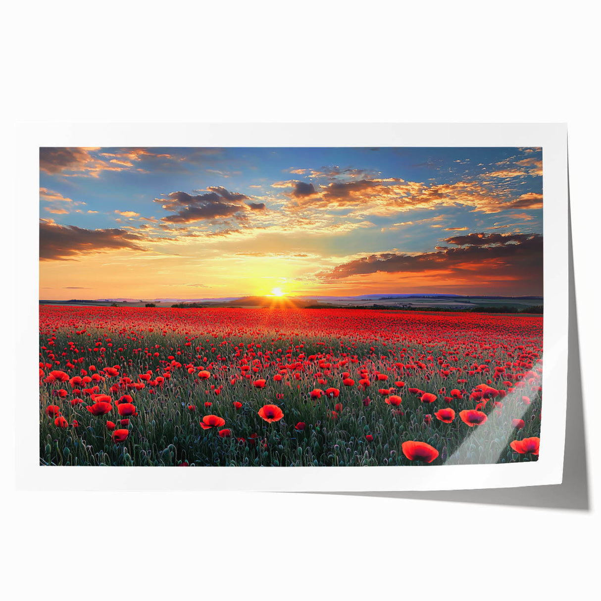 Vibrant rolled canvas print showcasing a serene landscape of golden fields under a blue sky, elegantly packaged in a protective cardboard tube for easy display. Perfect for enhancing home decor with nature-inspired art.