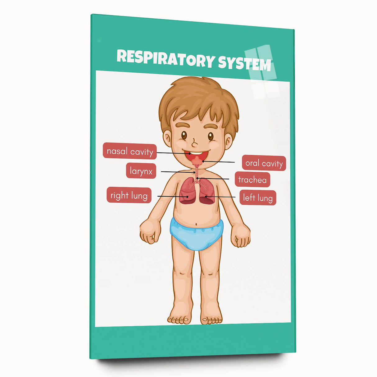 STEM Learning Wall Art - Respiratory System Educational Chart