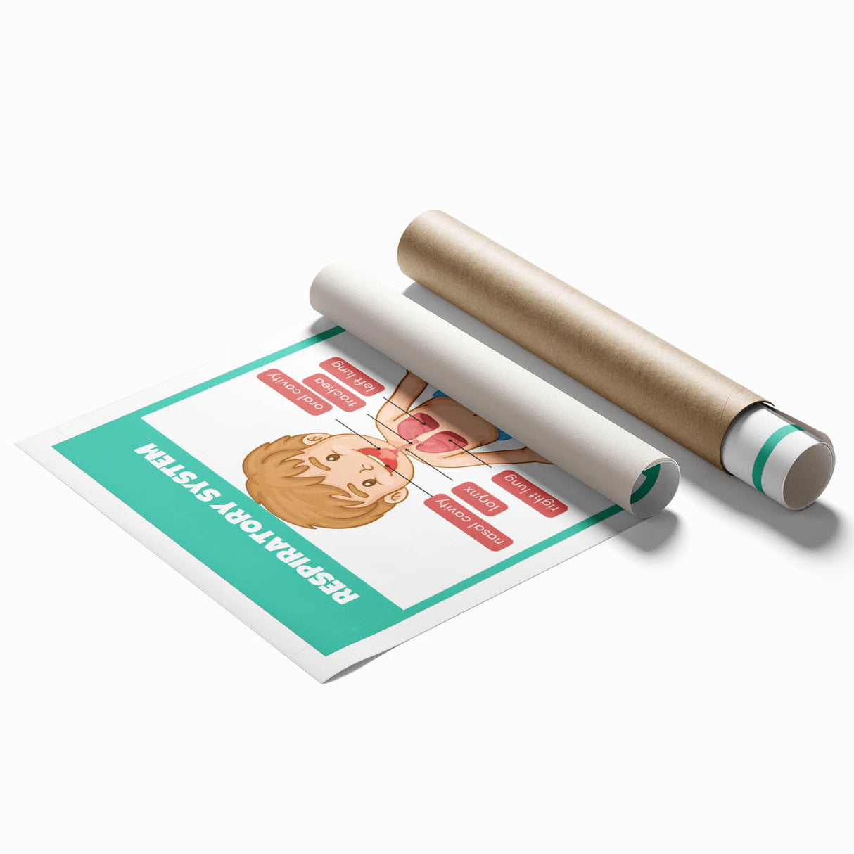 STEM Learning Wall Art - Respiratory System Educational Chart